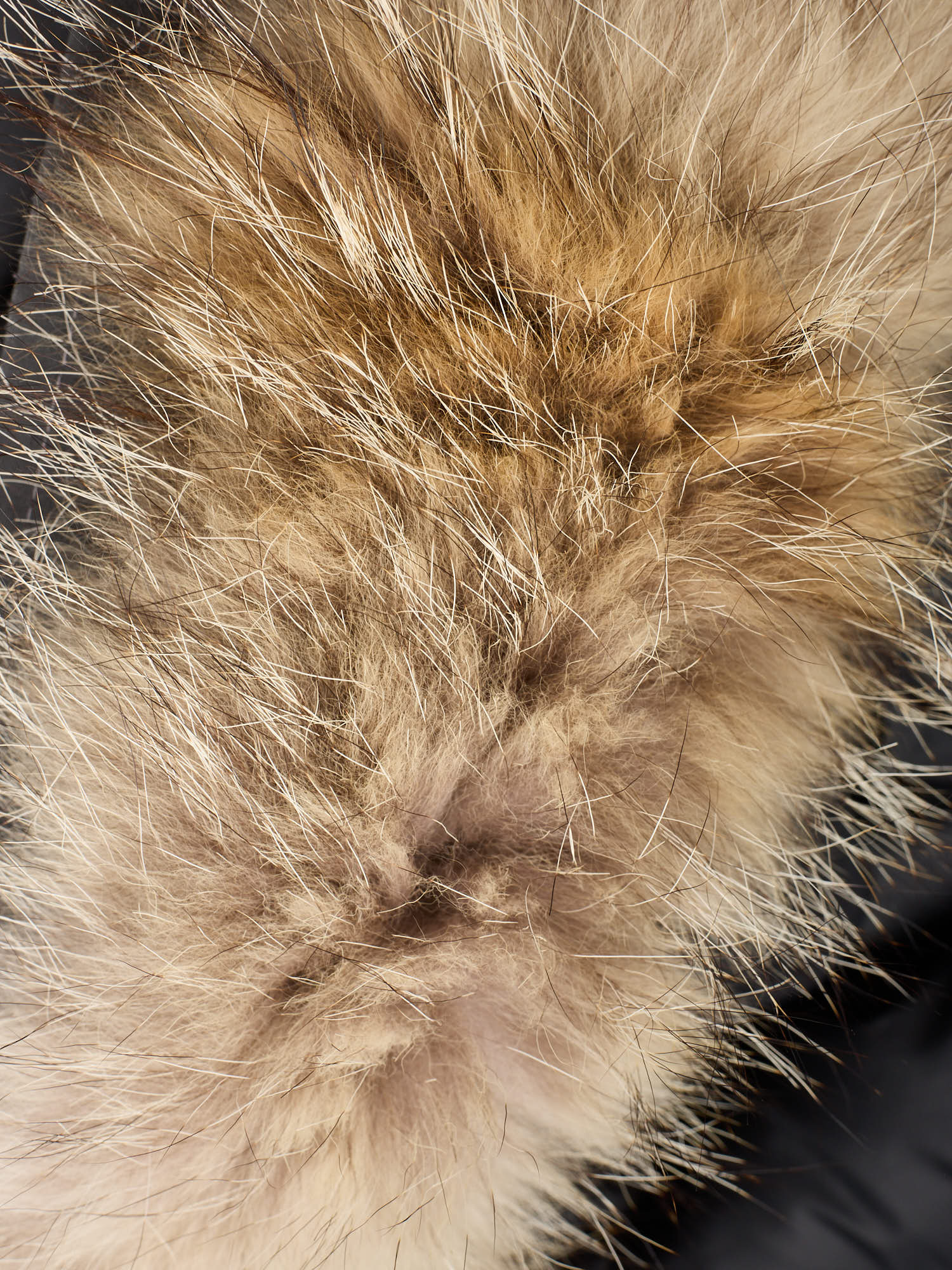 CANADA GOOSE Chateau Parka 3426M Gray Down Jacket Size XL Fur Ruff